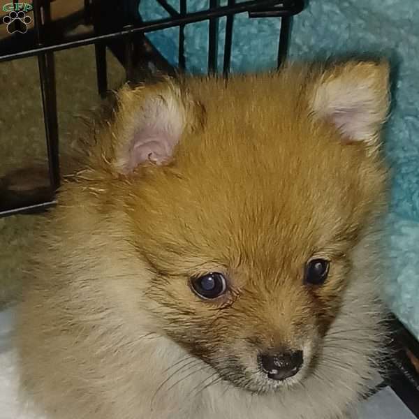Peanut, Pomeranian Puppy